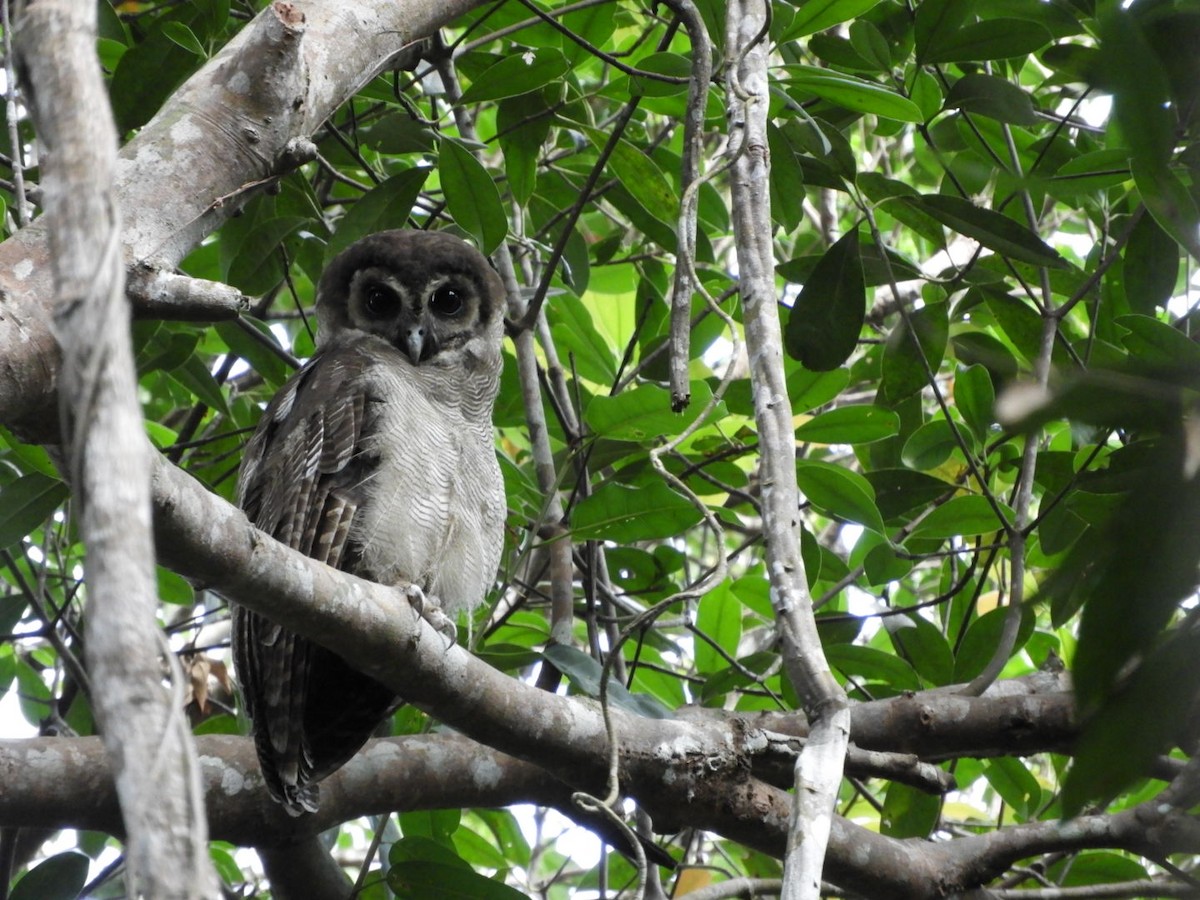 Brown Wood-Owl - Phanakorn Kraomklang