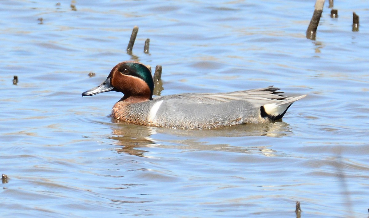 Green-winged Teal - Bill Saidel