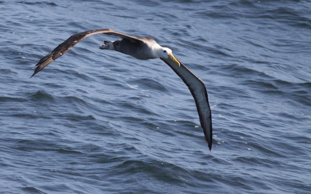 Waved Albatross - ML23122921