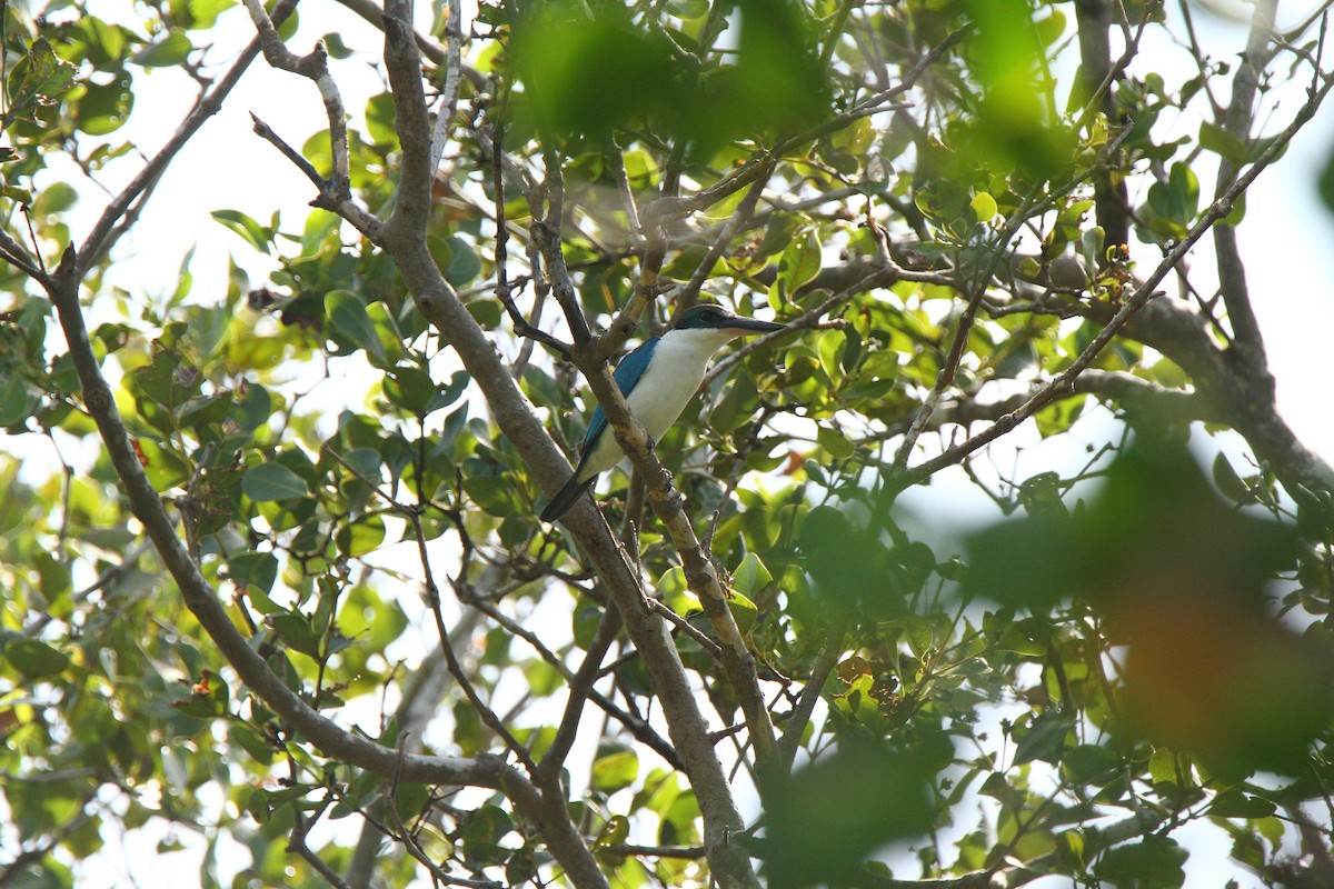 Collared Kingfisher - Kuang-Ping Yu