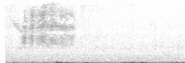 hussmett (grenadensis) - ML231230761