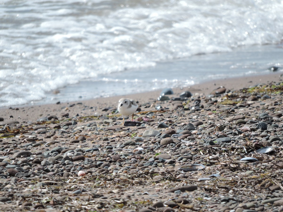 Piping Plover - ML23123191