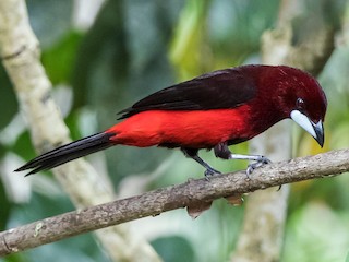  - Black-bellied Tanager