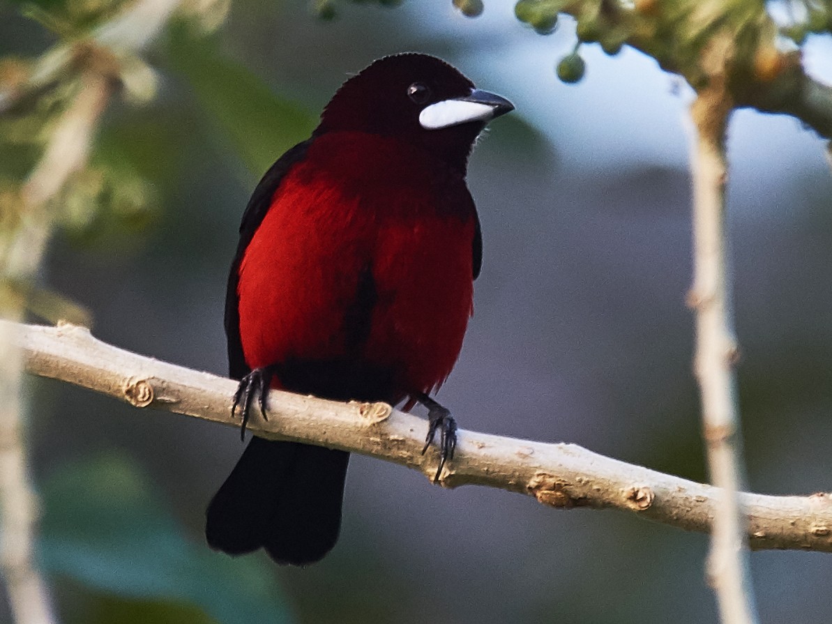 Black-bellied Tanager - Carlos Ibañez