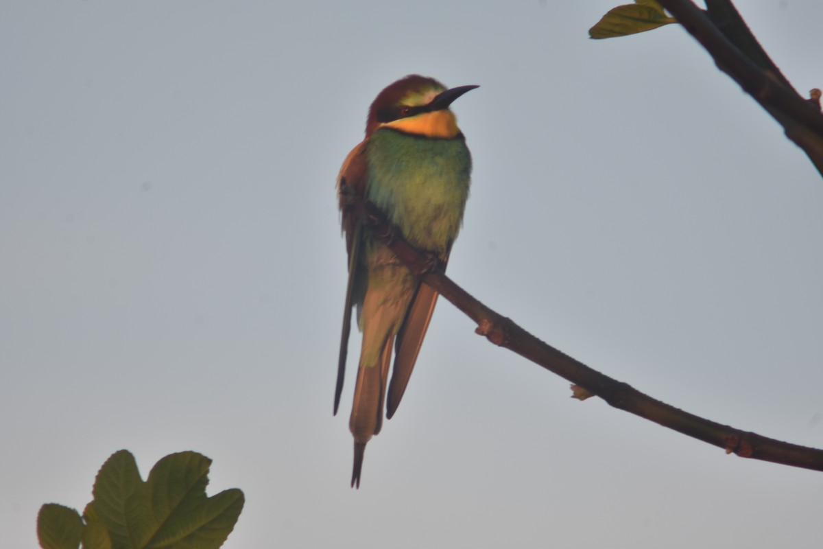 European Bee-eater - ML231232461