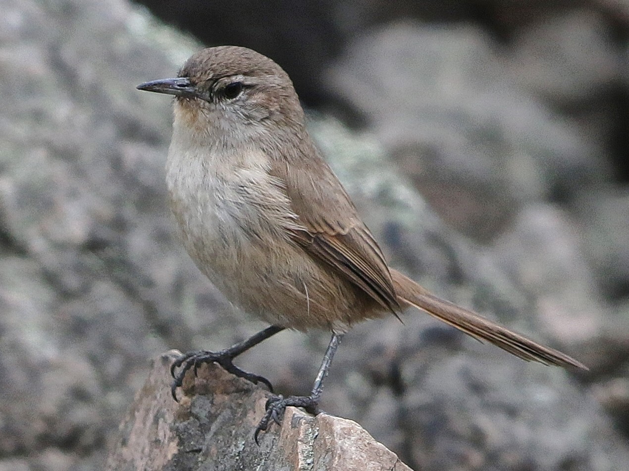 cactus-canastero-ebird