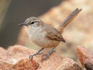 cactus-canastero-ebird