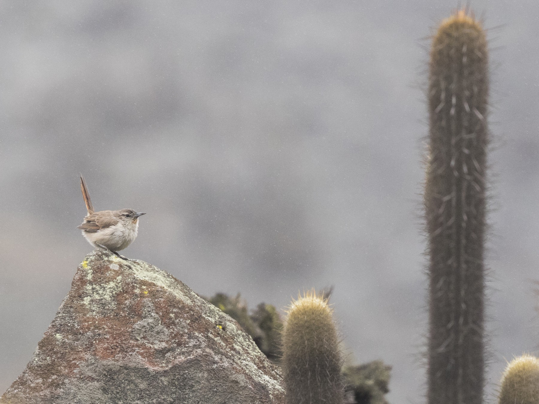 cactus-canastero-ebird
