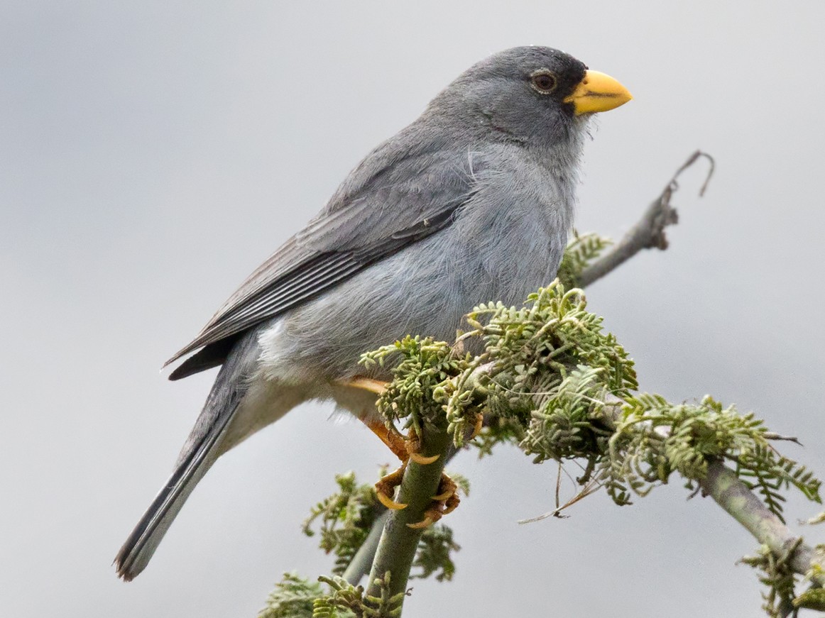 Cinereous Finch - Lars Petersson | My World of Bird Photography