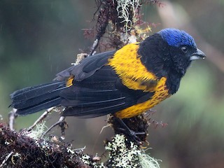  - Golden-backed Mountain Tanager