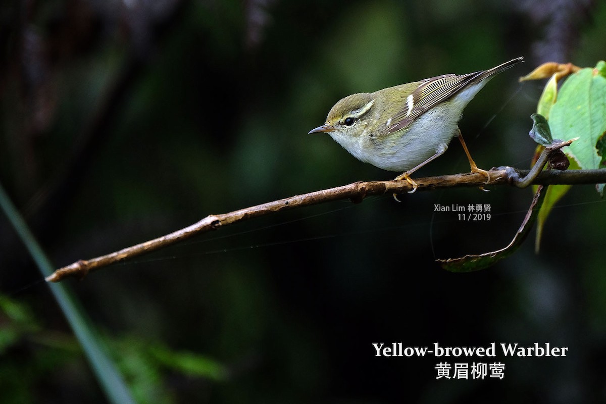 Yellow-browed Warbler - Lim Ying Hien