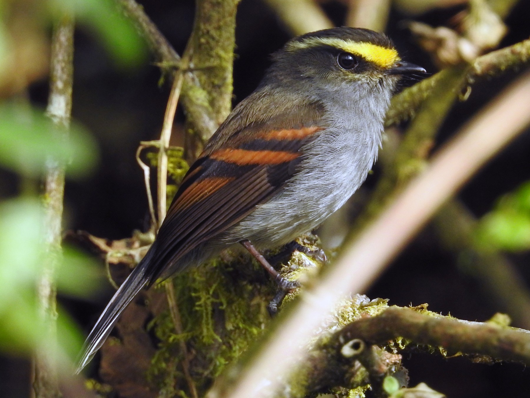 Golden Browed Chat Tyrant Ebird