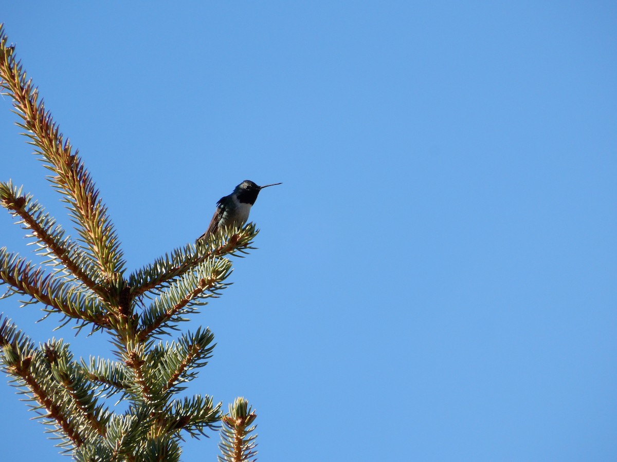 Broad-tailed Hummingbird - ML231236151