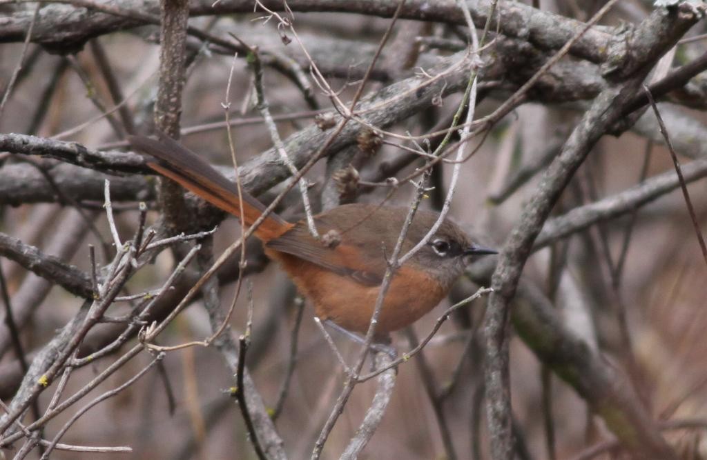 Russet-bellied Spinetail - ML23123691