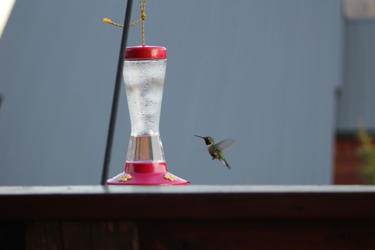 Broad-tailed Hummingbird - ML231237191