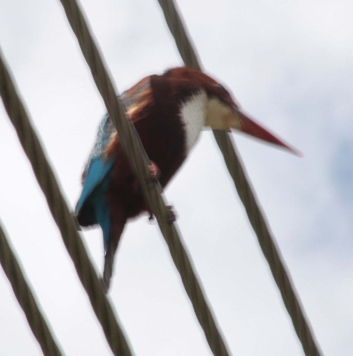 White-throated Kingfisher - Parth Chauhan