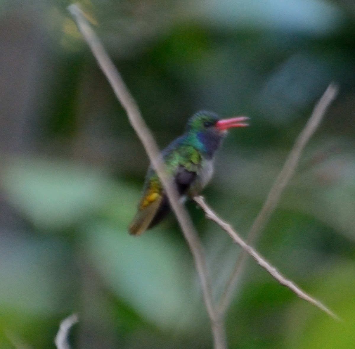 Blue-throated Goldentail - ML231238911