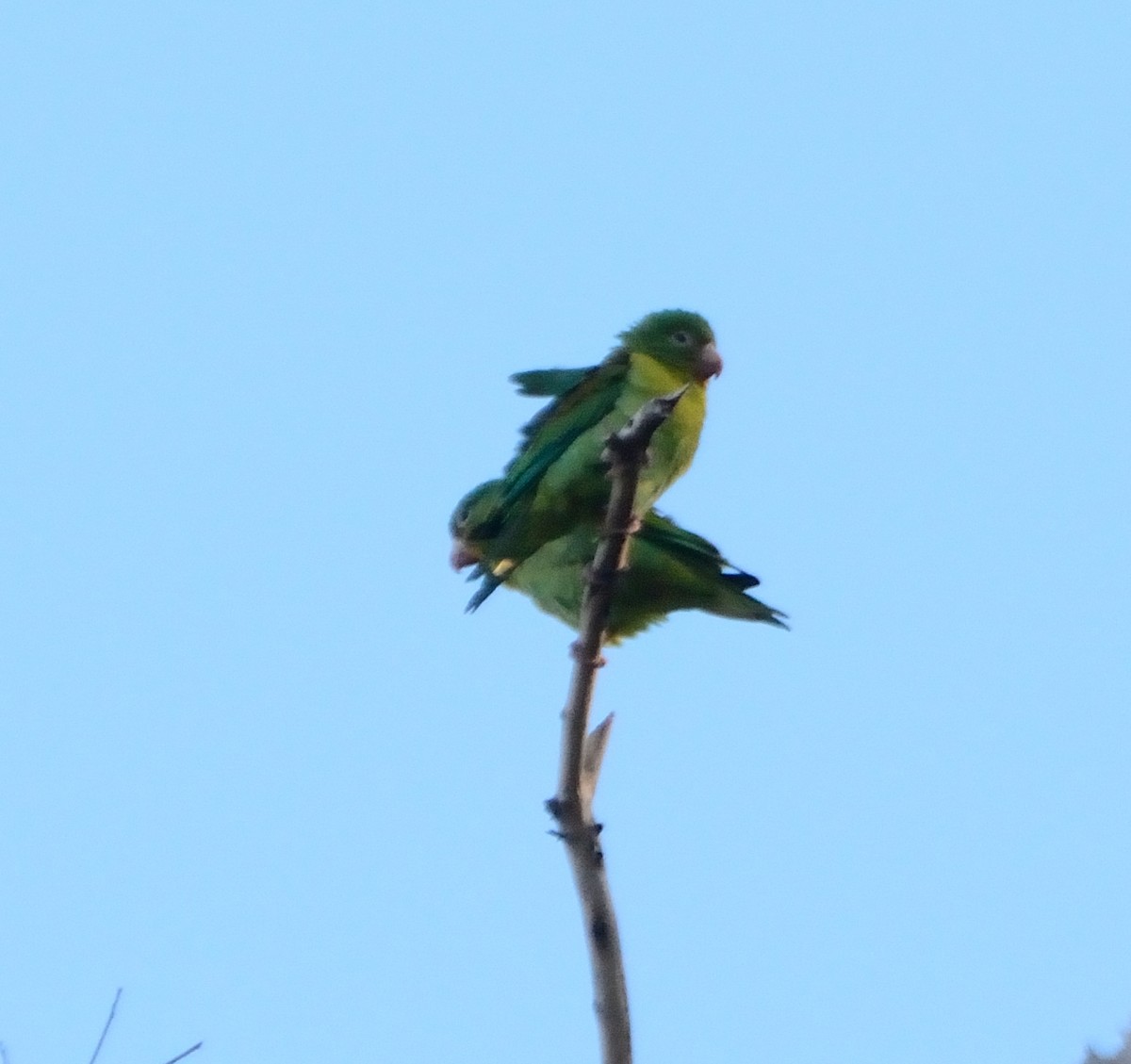 Orange-chinned Parakeet - Orlando Jarquín