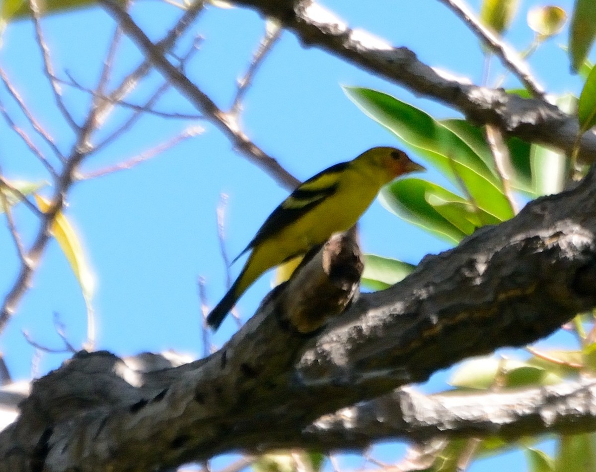Western Tanager - ML231239141