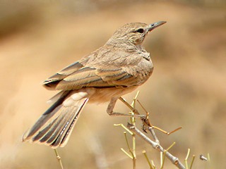 Lesser Hoopoe-Lark - eBird