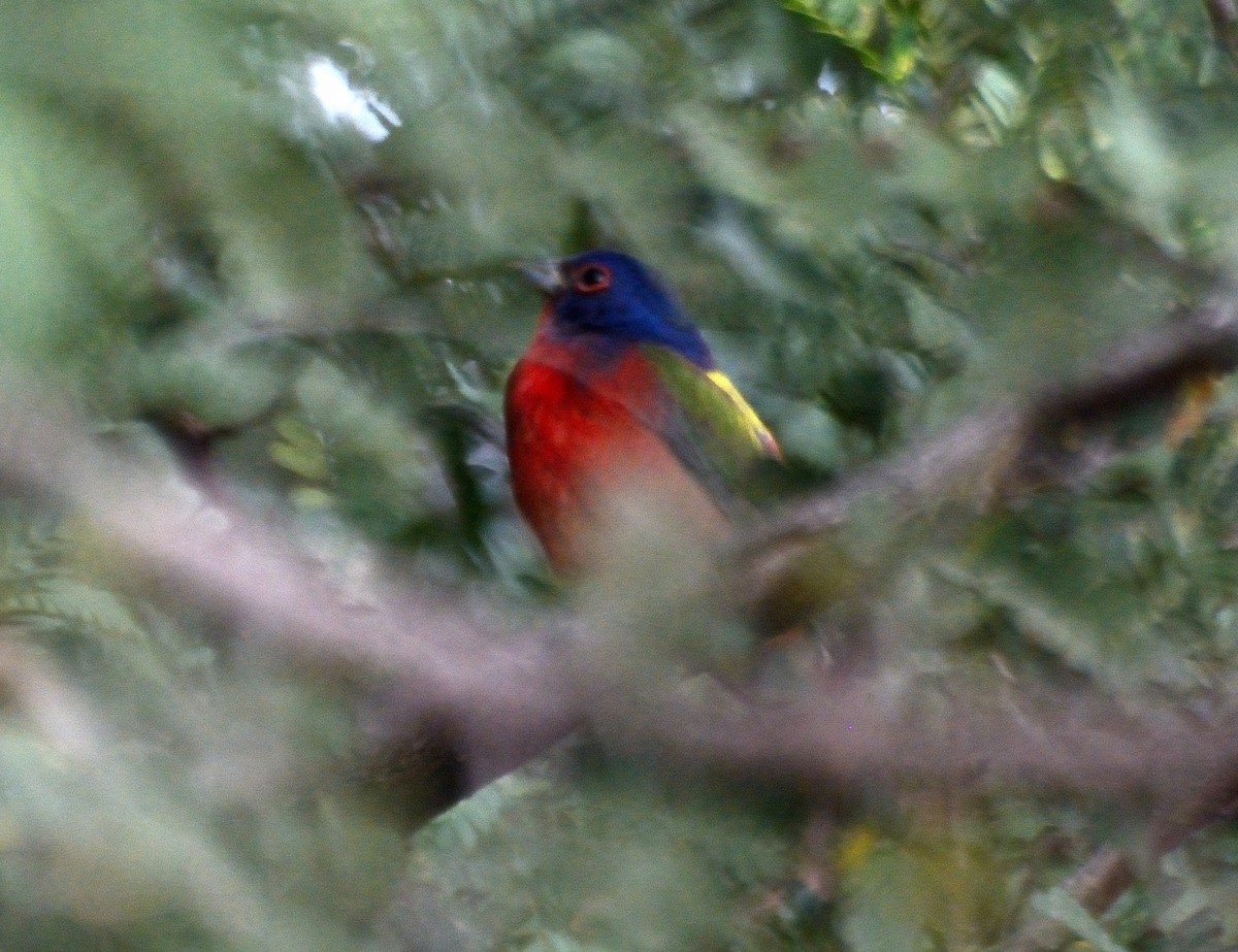 Painted Bunting - ML231241311