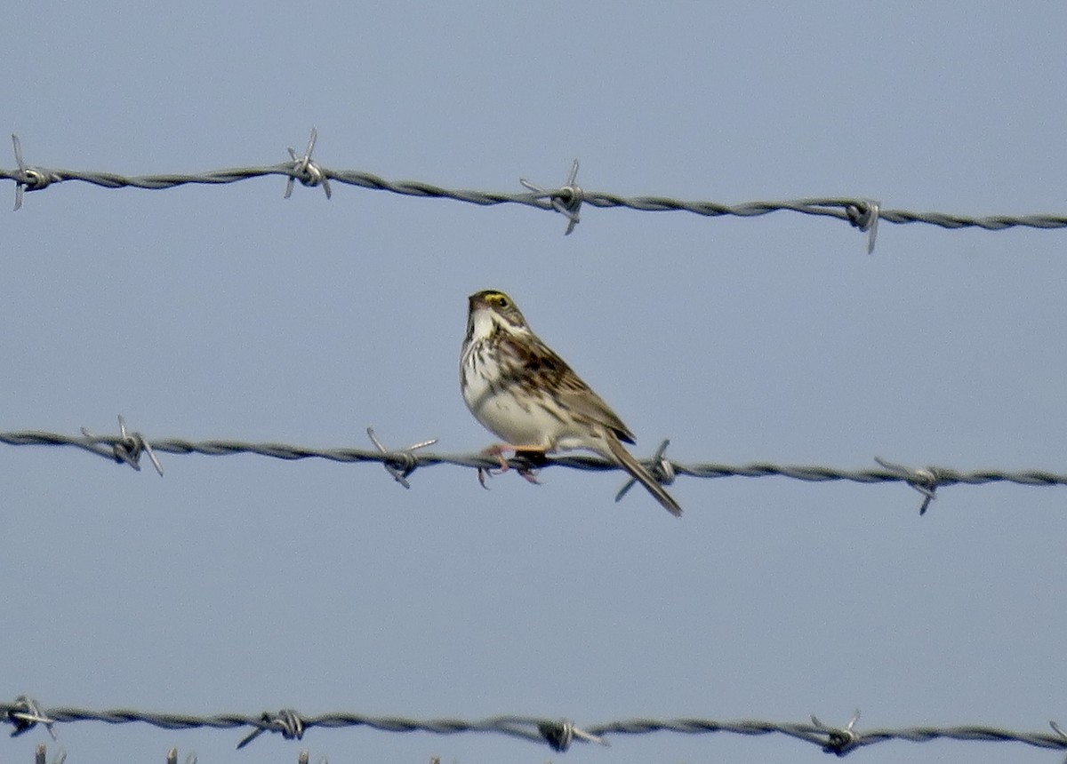 Savannah Sparrow - ML231241821