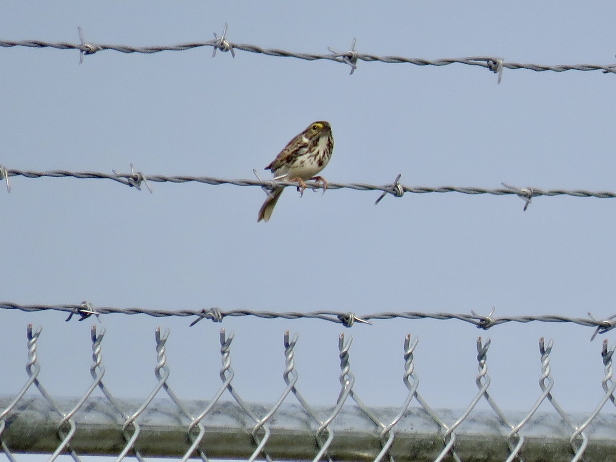 Savannah Sparrow - ML231241861