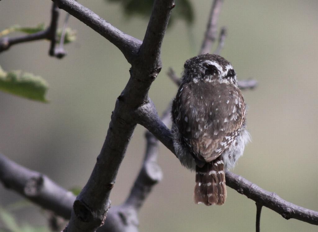 Peruvian Pygmy-Owl - ML23124281