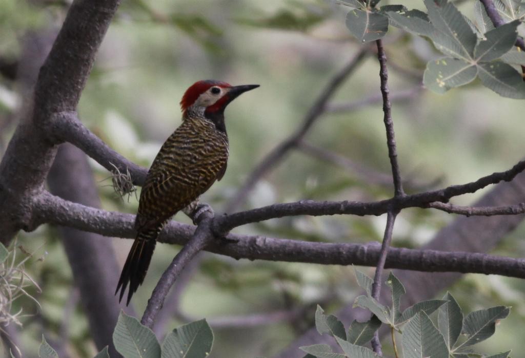 Black-necked Woodpecker - Ian Davies