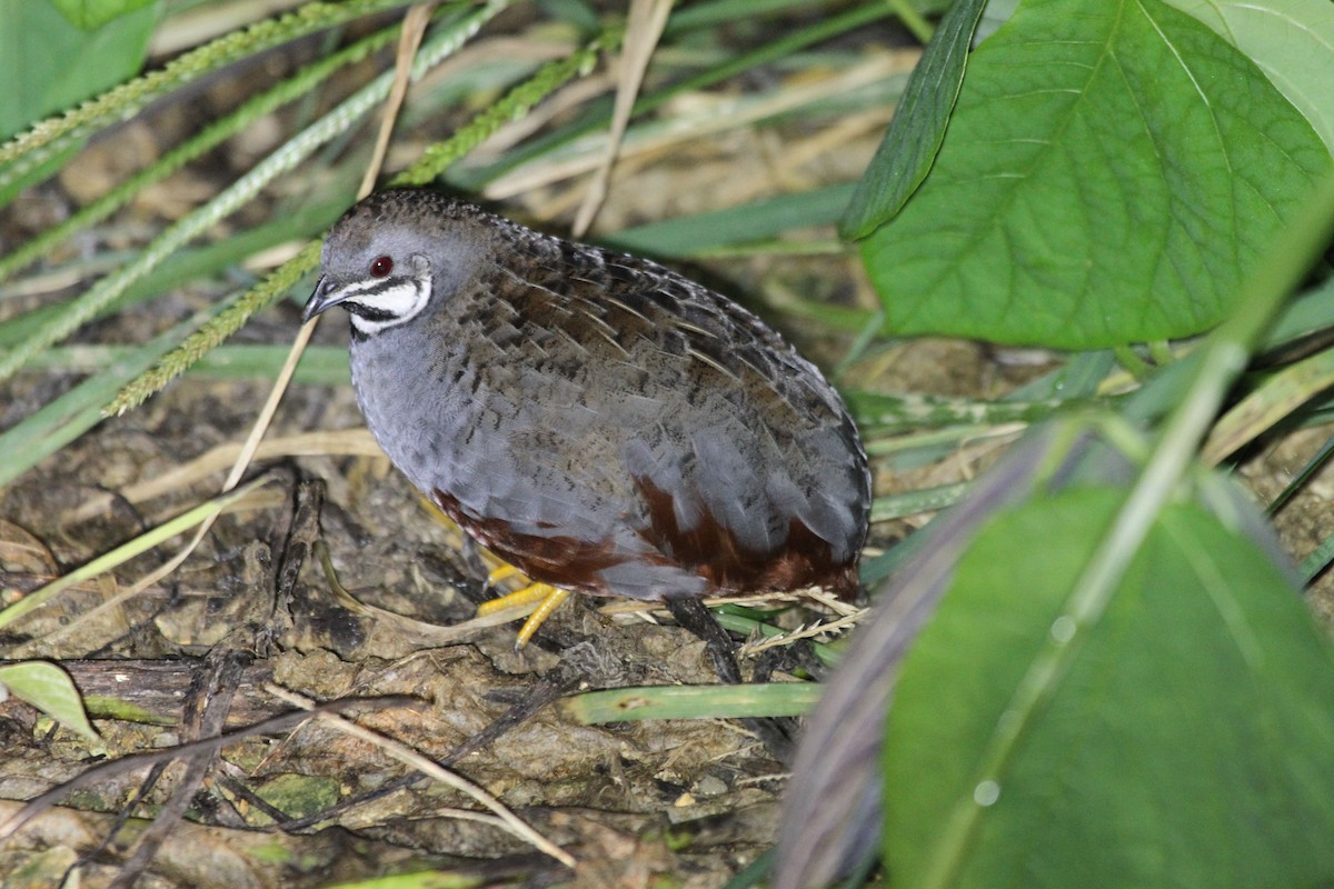 Blue-breasted Quail - Dave Bakewell