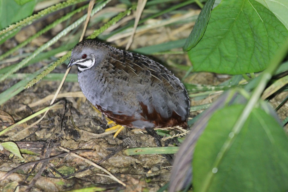 Blue-breasted Quail - Dave Bakewell
