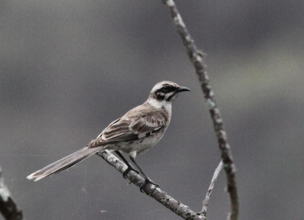 Long-tailed Mockingbird - Ian Davies
