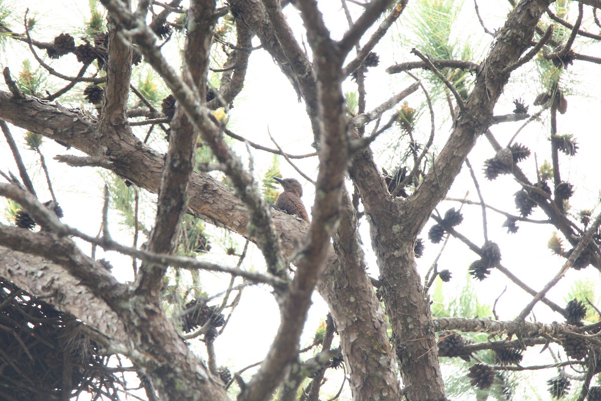 Rufous Woodpecker - Kuang-Ping Yu