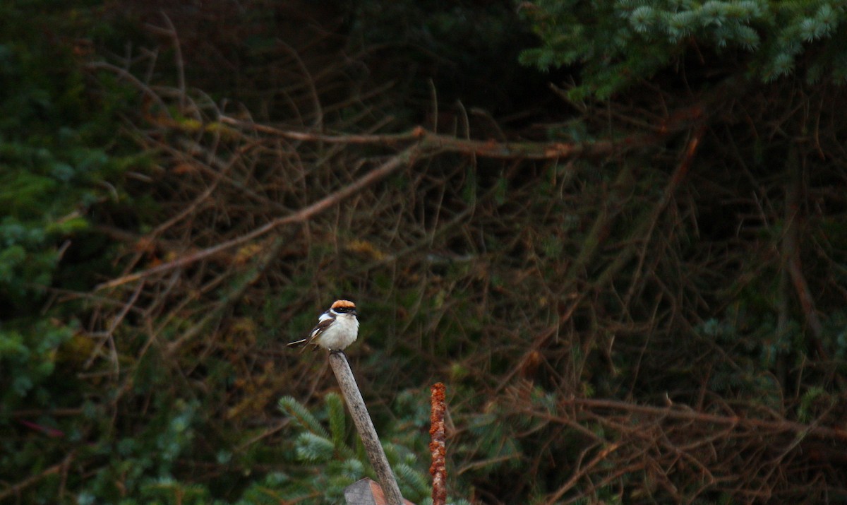 Woodchat Shrike (Western) - Øystein Birkelund