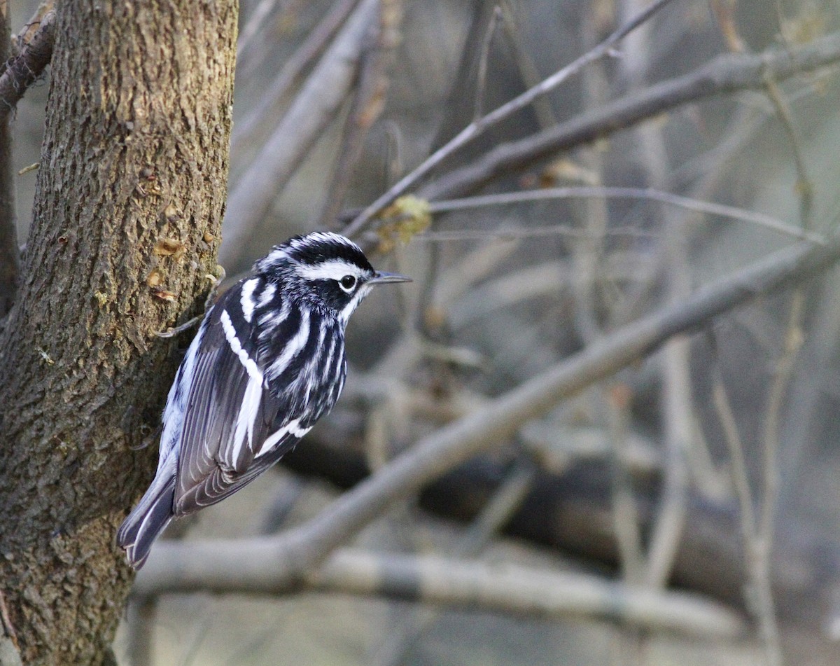 Black-and-white Warbler - Adam Sell
