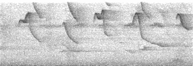 Черногорлый колибри-отшельник - ML231265101