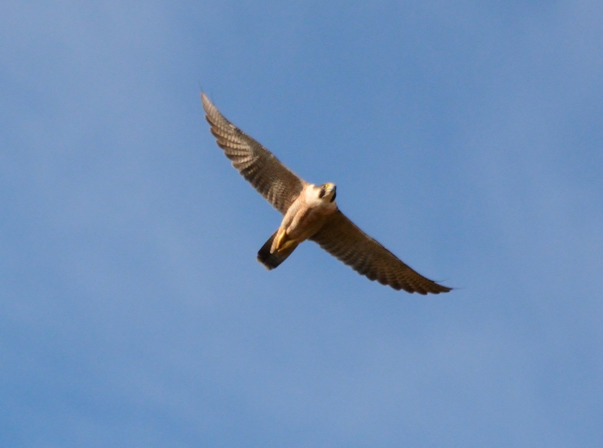 Peregrine Falcon - Orlando Jarquín