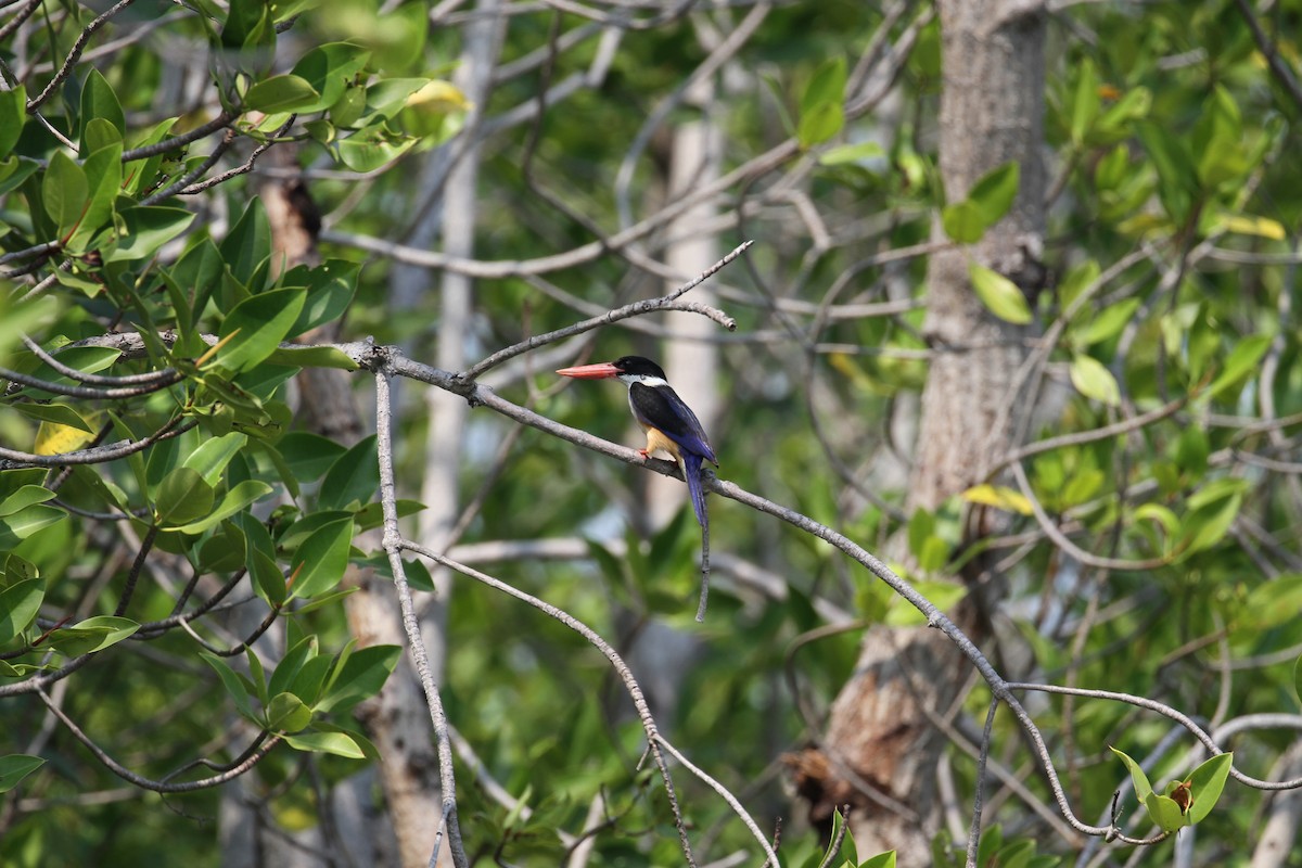 Black-capped Kingfisher - ML231269891