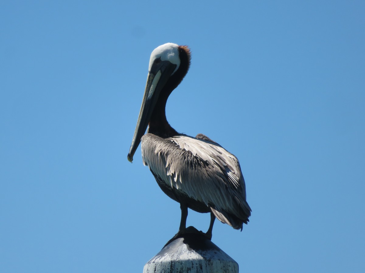 Brown Pelican - karl  schmidt