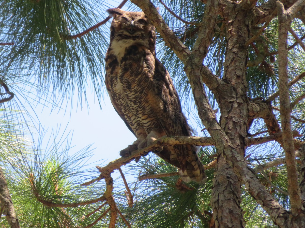 Great Horned Owl - karl  schmidt