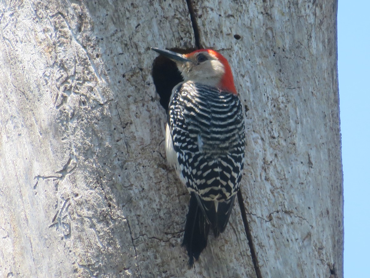 Red-bellied Woodpecker - karl  schmidt