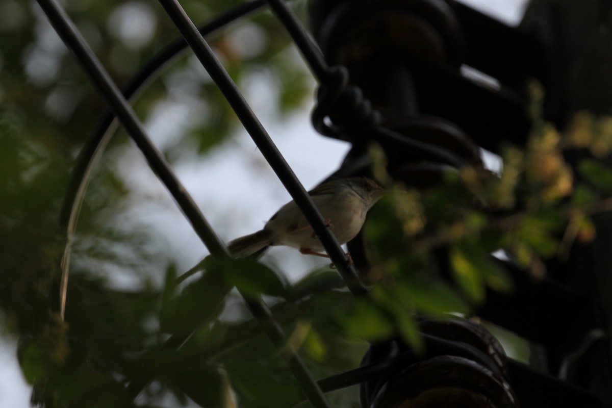 Common Tailorbird - R.D. Wallace