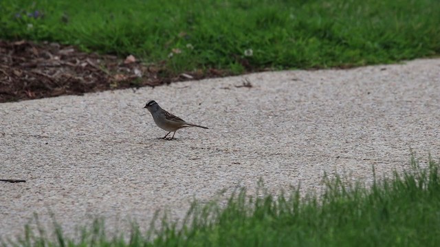 White-crowned Sparrow (Dark-lored) - ML231280891