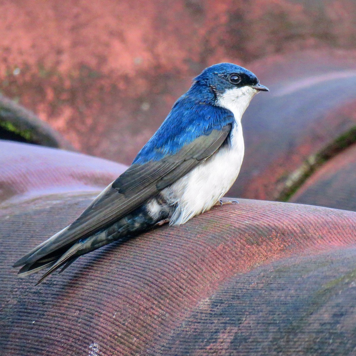 Blue-and-white Swallow - Jan Hansen