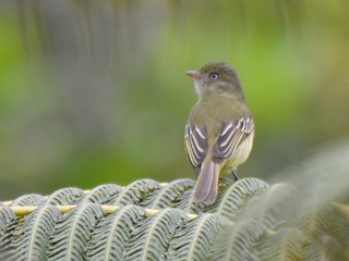  - Mishana Tyrannulet