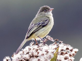  - Mishana Tyrannulet