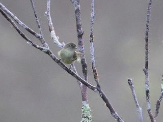  - Mishana Tyrannulet