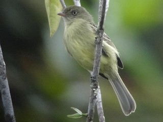  - Mishana Tyrannulet