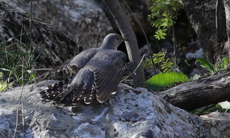 Common Cuckoo - Göktuğ  Güzelbey