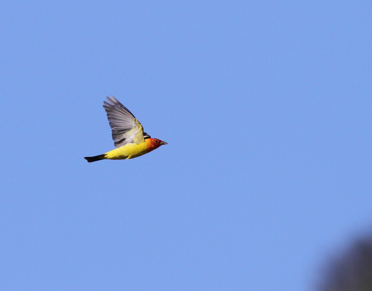 Western Tanager - ML231290131
